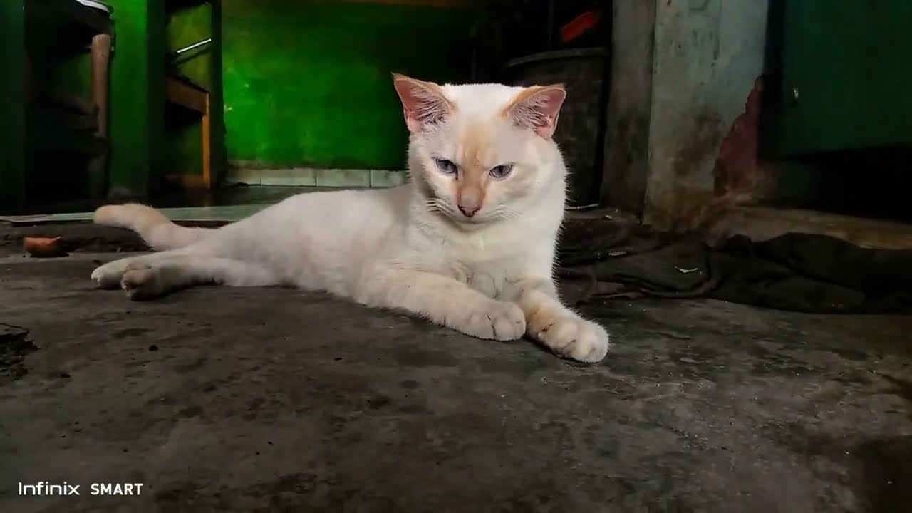 Adorable cat 😺😹