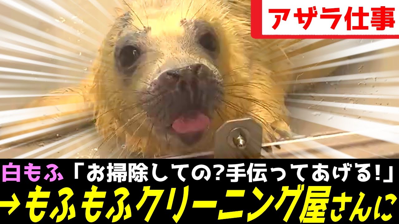 アザラシ幼稚園、白もふがかわいすぎる仕事を始めてしまうｗｗｗ
