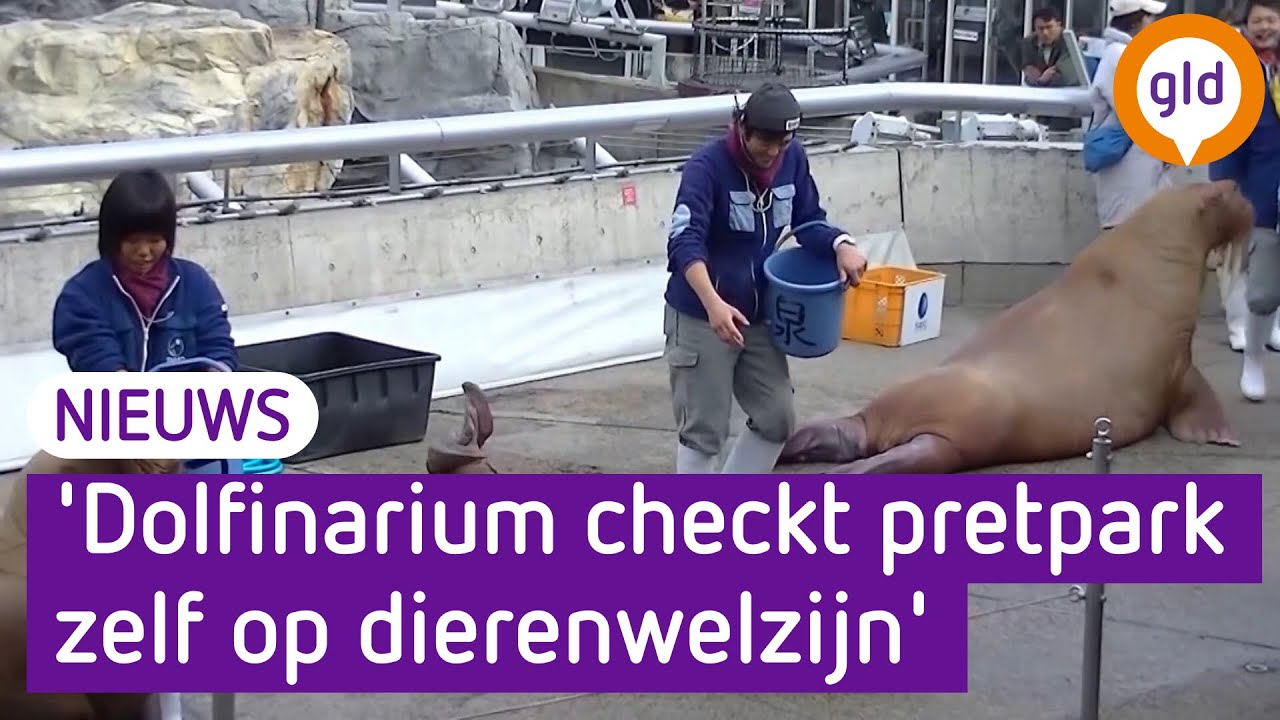 Dierenrechtenorganisaties willen Dolfinarium-deal blokkeren: 'De slager keurt zijn eigen vlees'