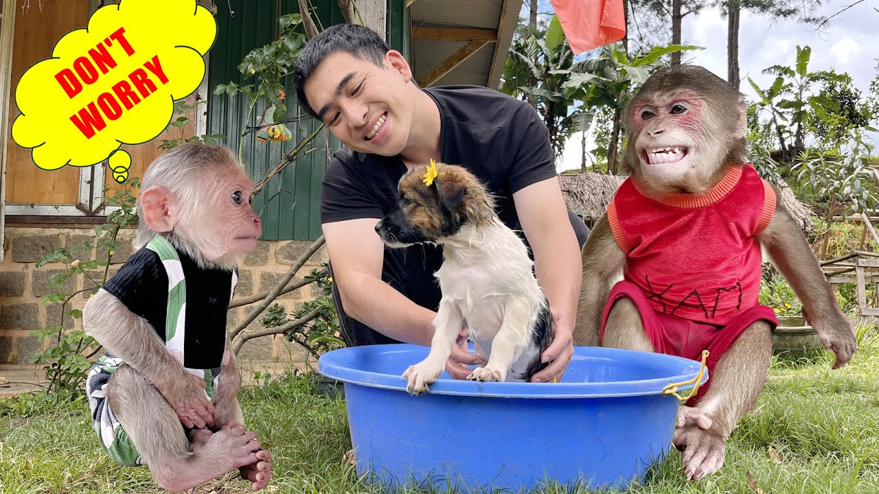 Oh so sweet!❤️monkey Max family carefully bathes puppy properly 🐶