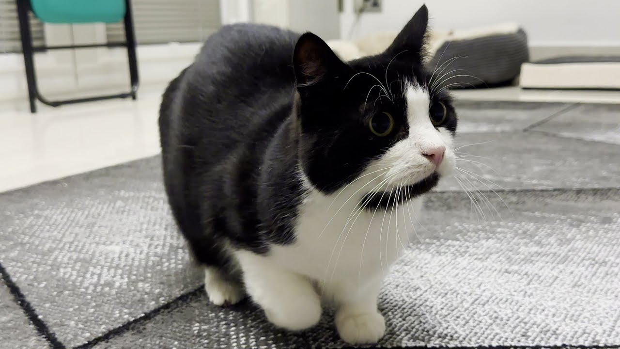 Cat Wiggles Butt Before Pouncing