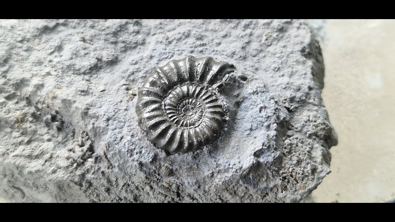 Seatown to golden cap fossil hunting for ammonites and belemnites sep 2024
