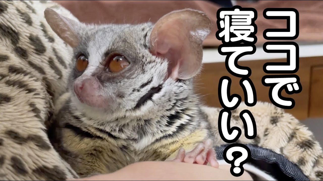 眠たい仕草がまるで人間のような猿 / I'm so sleepy... /Pizzatoru the Bushbaby / ショウガラゴのピザトル