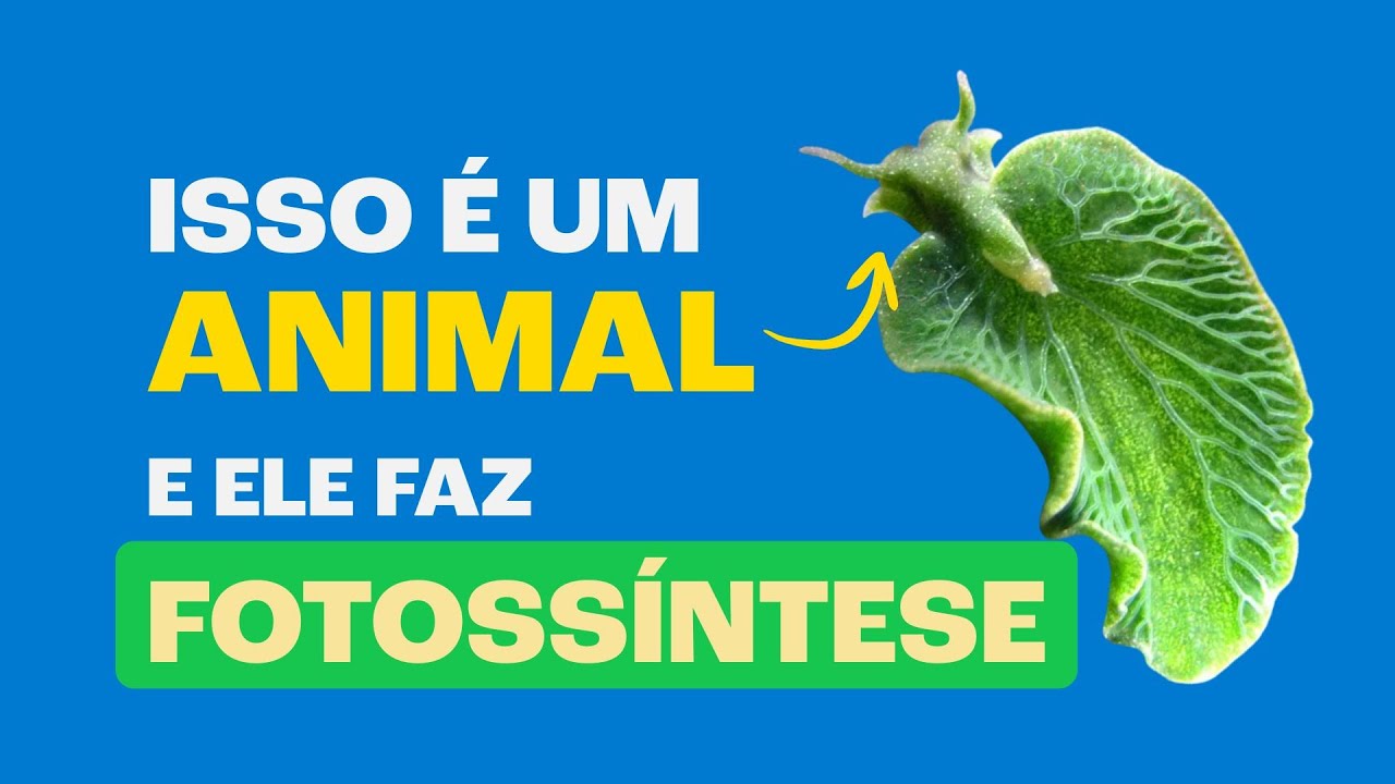 Os Misteriosos Animais que Fazem FOTOSSÍNTESE