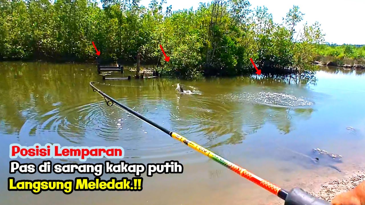 KALAU PAS DI SARANG NYA KAKAP PUTIH, NUNGGU SEBENTAR LANGSUNG MLEDAK.!!!