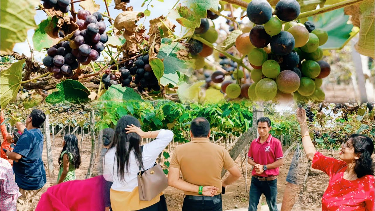 শহরের প্রান্তে vineyard, winery দেখে মন ভরে গেল; নিজের হাতে Grapes পেড়ে খাওয়ার অভিজ্ঞতা সত্যি অনন্য।