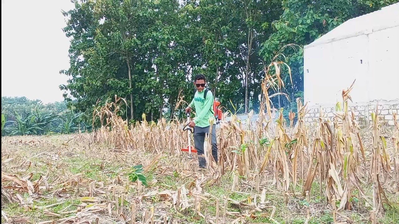 Babat tebon jagung pakai mesin potong rumput (pemula)