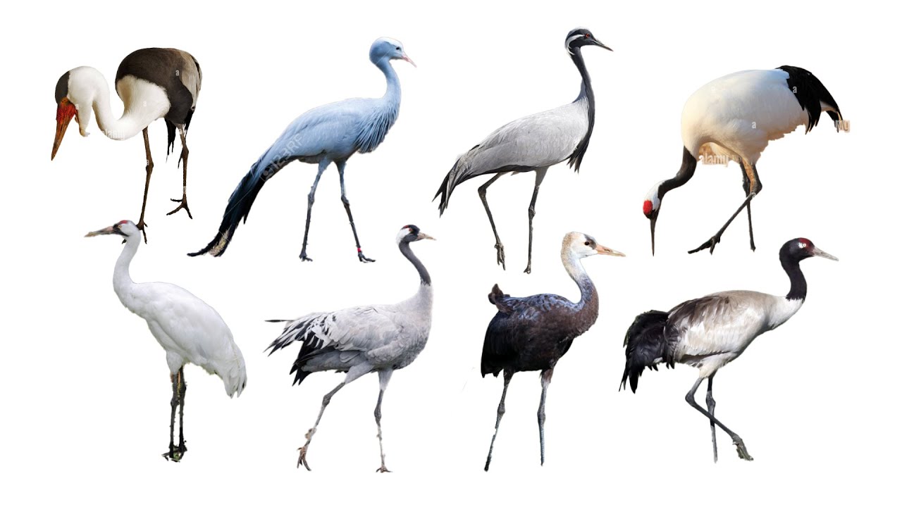 8 Species of Crane Birds | Family: Gruidae, Genus: Grus