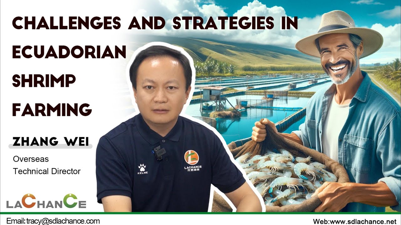 Challenges and Strategies in Ecuadorian Shrimp Farming