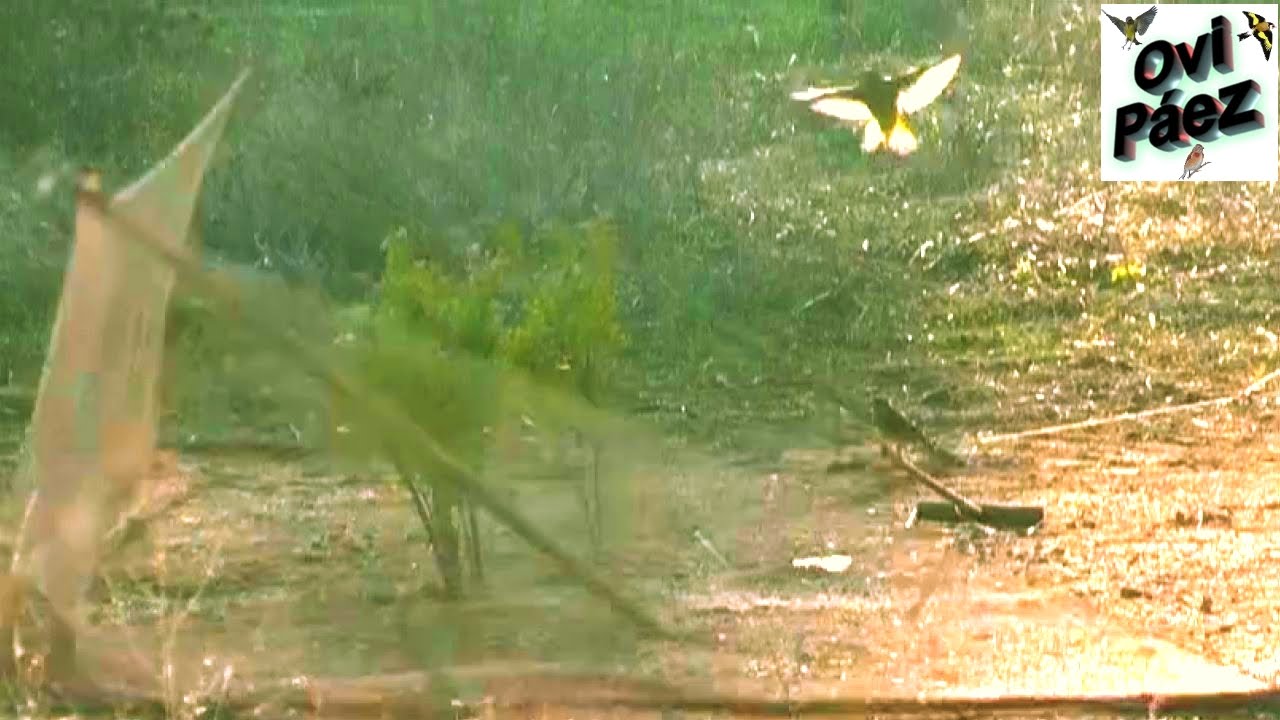 Capturas con red abatible Silvestrismo (HD)