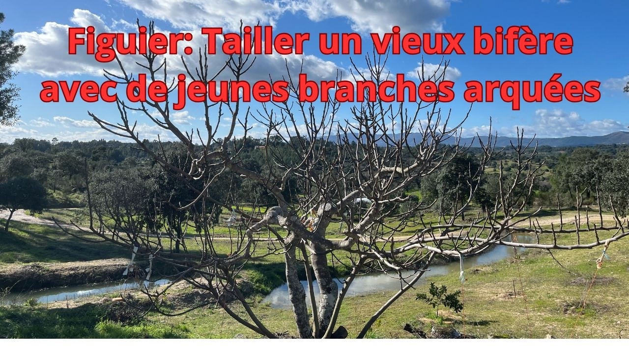 Figuier: Tailler un bifère arqué