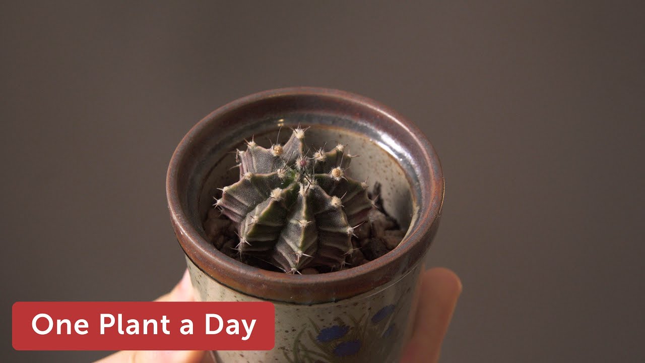 Gymnocalycium mihanovichii v. friedrichii (Gymnocalycium stenopleurum) Houseplant Care—97 of 365