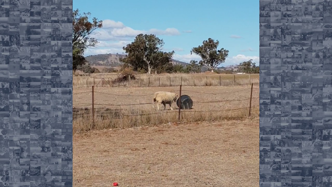 Ram Charges at Bucket in Baa-gressive New South Wales Stand-Off