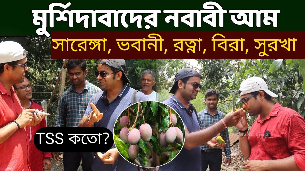 ঐতিহাসিক নবাবী আম এখন আম্রকুঞ্জ নার্সারিতে || Historical mangoes Available in Amrakunj nursery