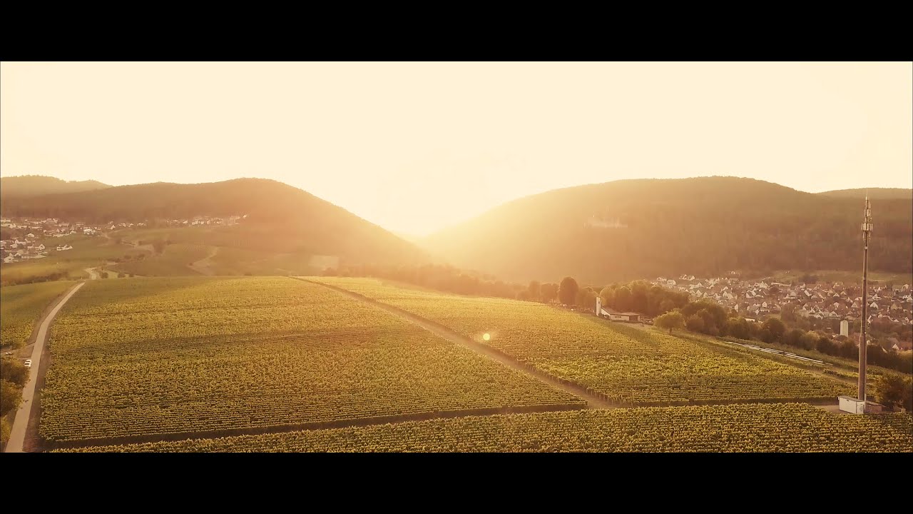 Weinberge in der Pfalz
