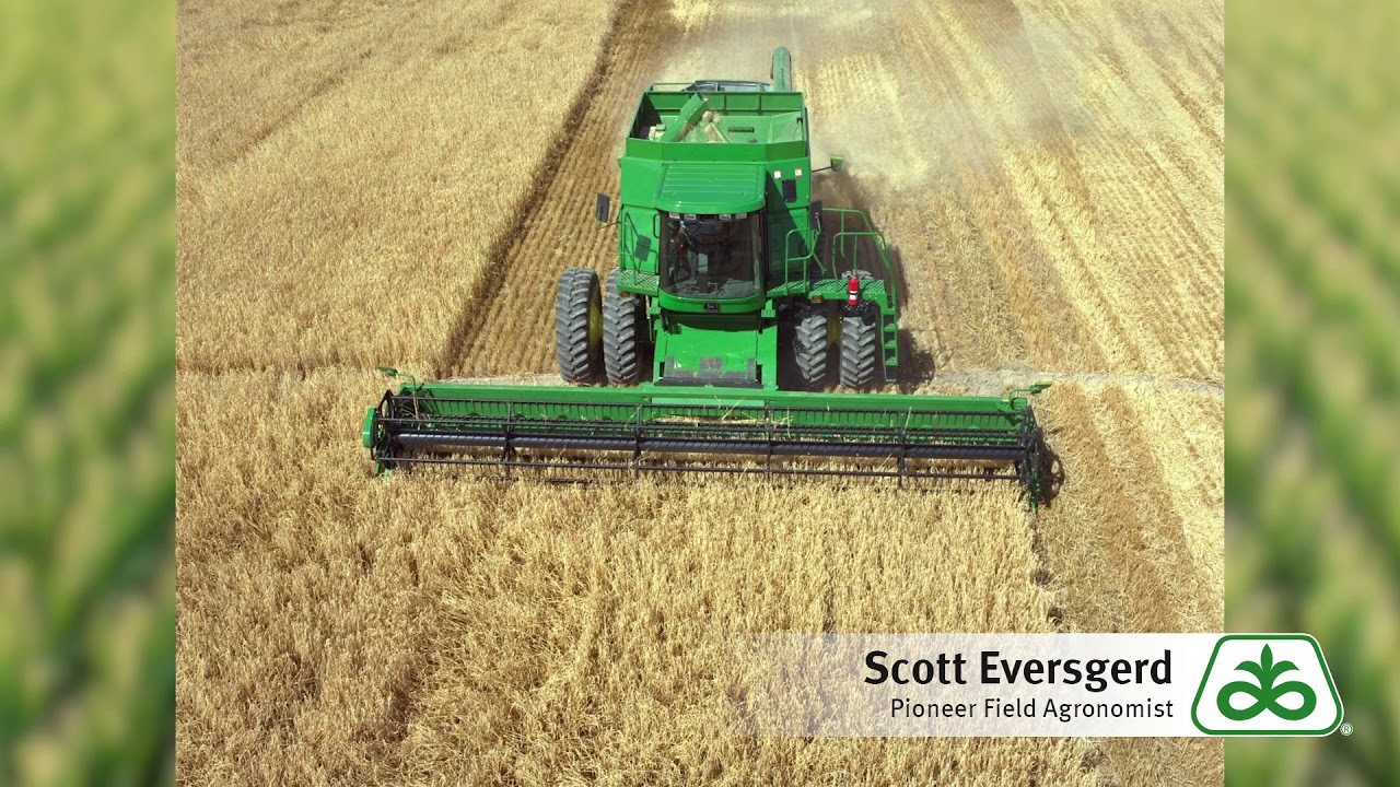 Wheat Harvest Tips