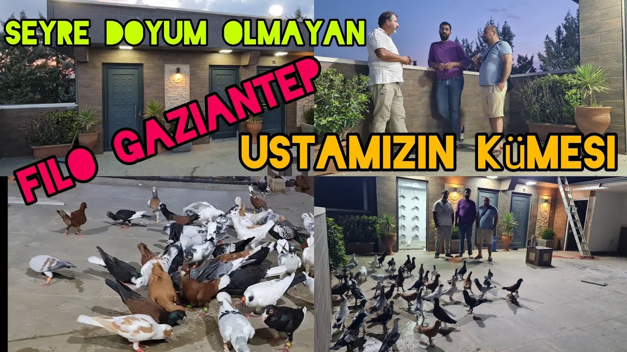 Seyre Doyum olmayan Filo Gaziantep ustamazin kümesi Türkisch rassetauben#aksoyfiloelvanguvercinleri