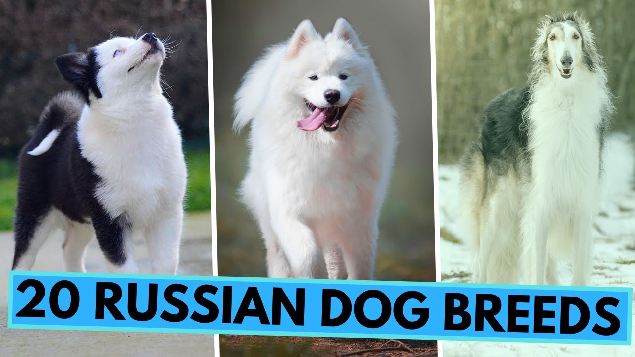 TOP 20 Dog Breeds from Russia