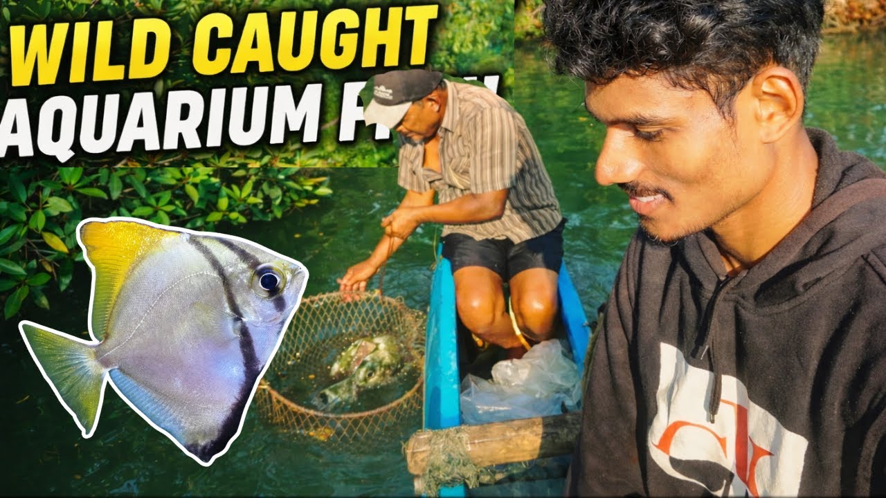 You Won’t Believe Where Pet Store Fish Come From