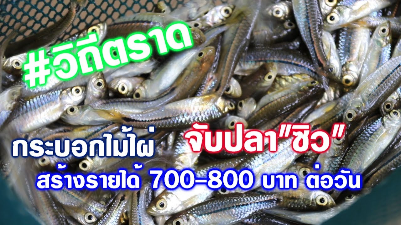วิถีตราด  จับปลาซิว ได้ด้วยกระบอกไม้ไผ่