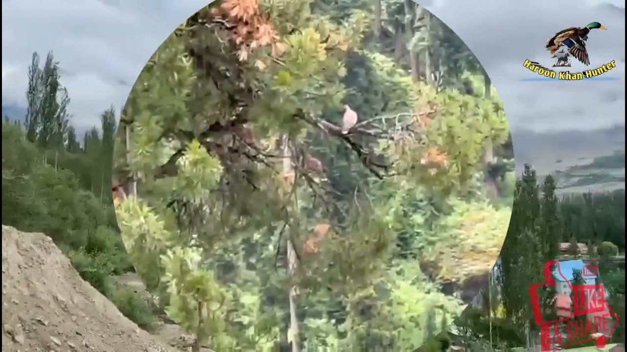 Russian Dove In Gilgit Baltistan Chitral /khbootar ka shikar/Hunting In Pakistan #haroonkhanhunter