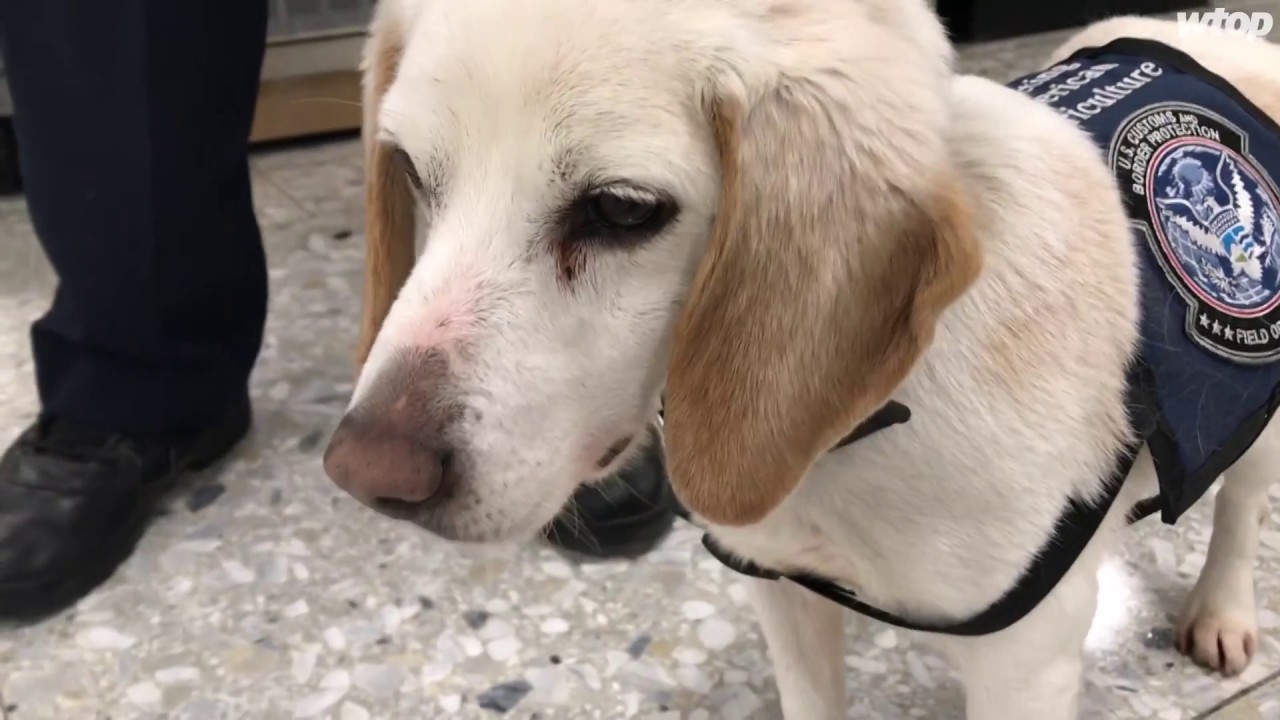 Behind the invisible wall: Even a little beagle lends a hand at Dulles International Airport