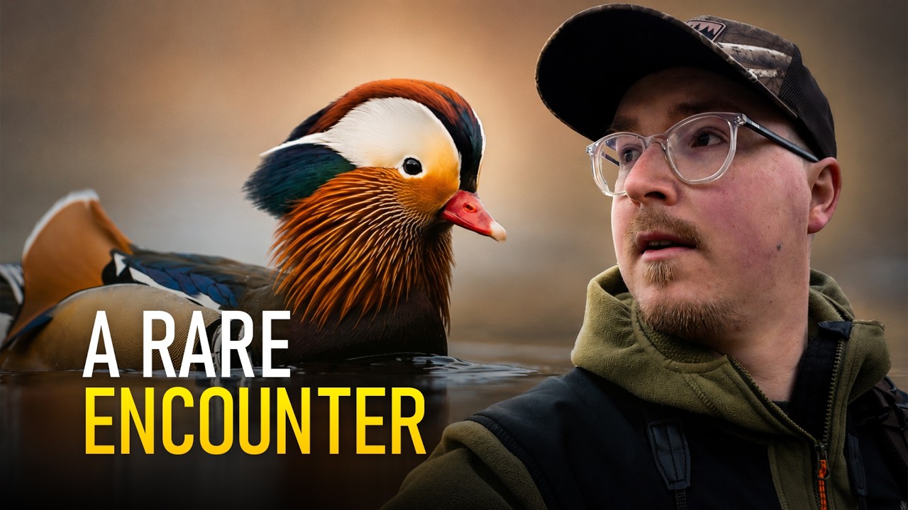 A Rare Photography Moment with The Mandarin Duck