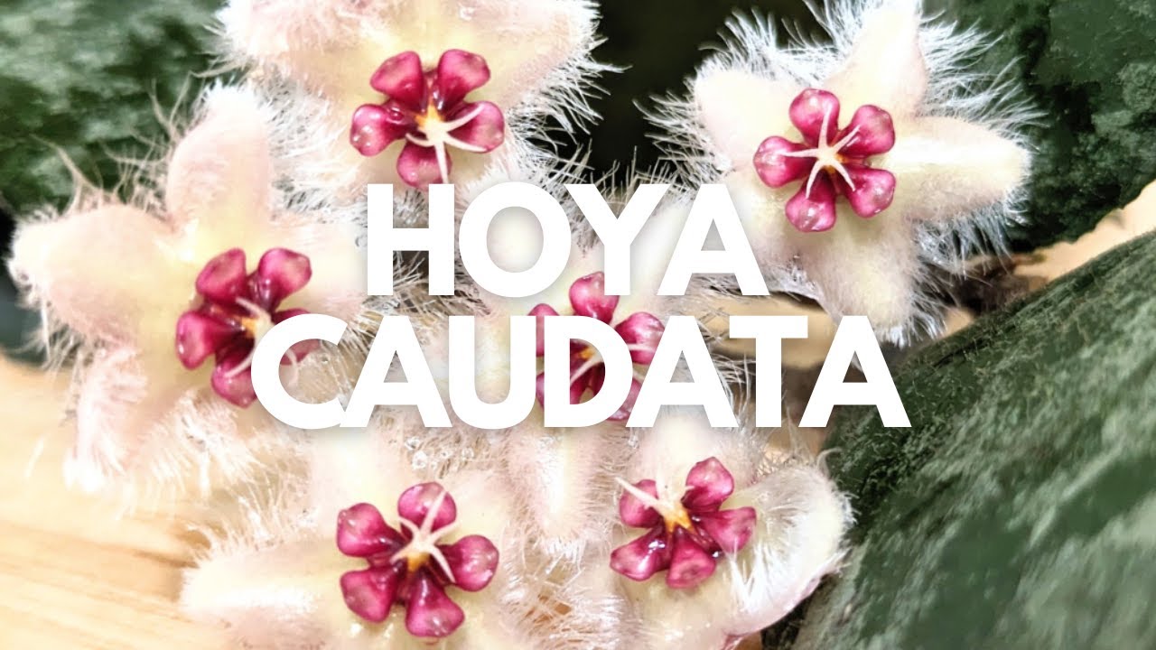 Hoya caudata | Una de las floraciones más hermosas