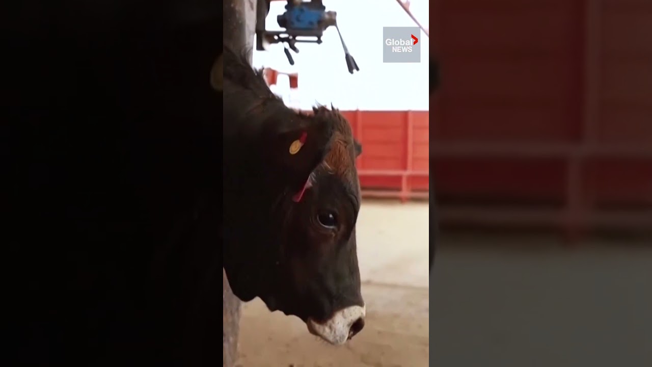 Canada restricts livestock imports after flesh-eating screwworm detected in Texas