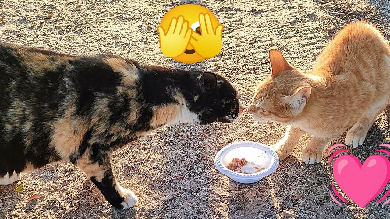 Why my cats angry on me? Can you explain to me, | मेरी बिल्लियाँ मुझ पर क्यों नाराज़ हैं?😺🥰