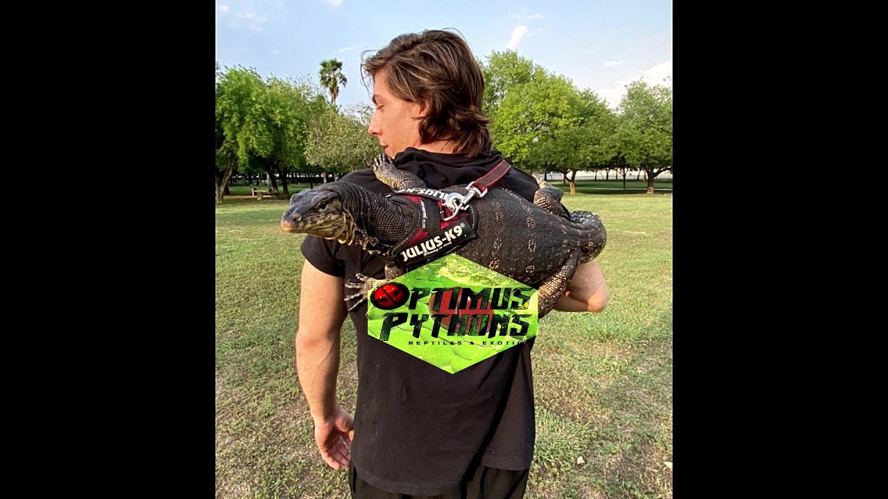 DE PASEO CON MI DRAGON |VARANUS SALVATOR HET BLACK DRAGON|¿COMO ENTRENAR A TU DRAGON? wonderfullpets