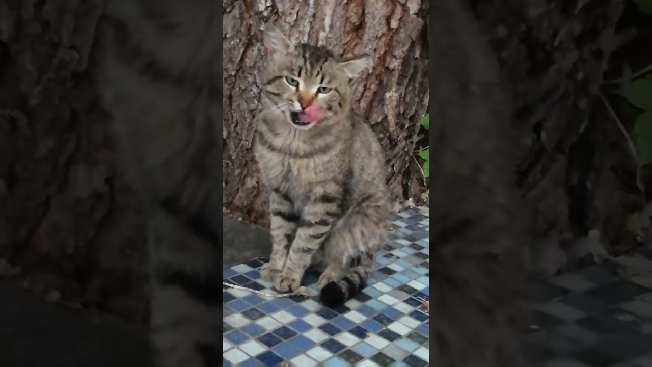 12 июня 2025г. Сбербанк 2202203654418625 Елена К. Kaspi +7 771 194 42 69 Глеб Т. WhatsApp.