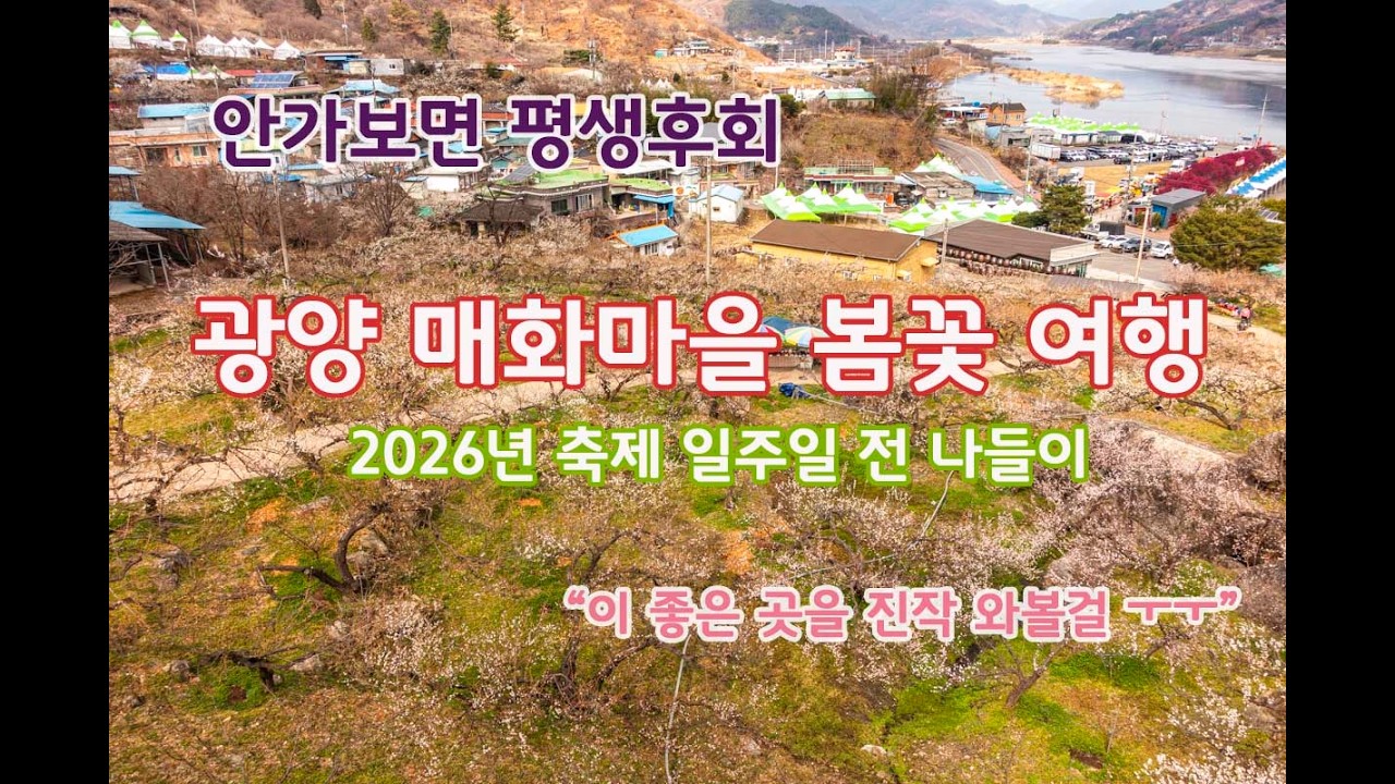 광양 봄꽃 여행 | 광양매화마을 축제 일주일전 나들이