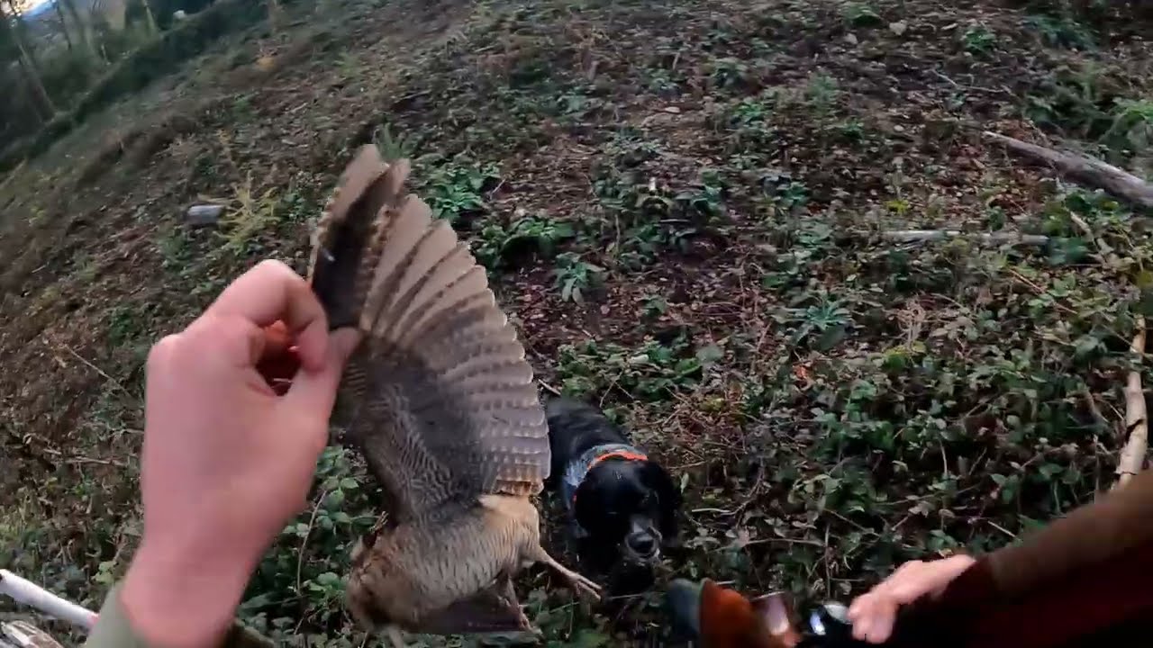 Chasse bécasse épagneul breton 3.5