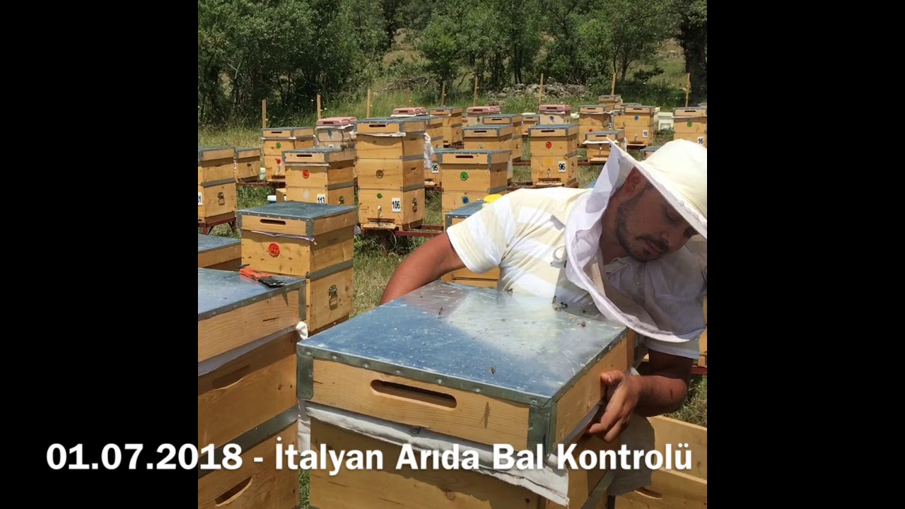 01.07.2018 - İtalyan Arıda Bal Kontrolü
