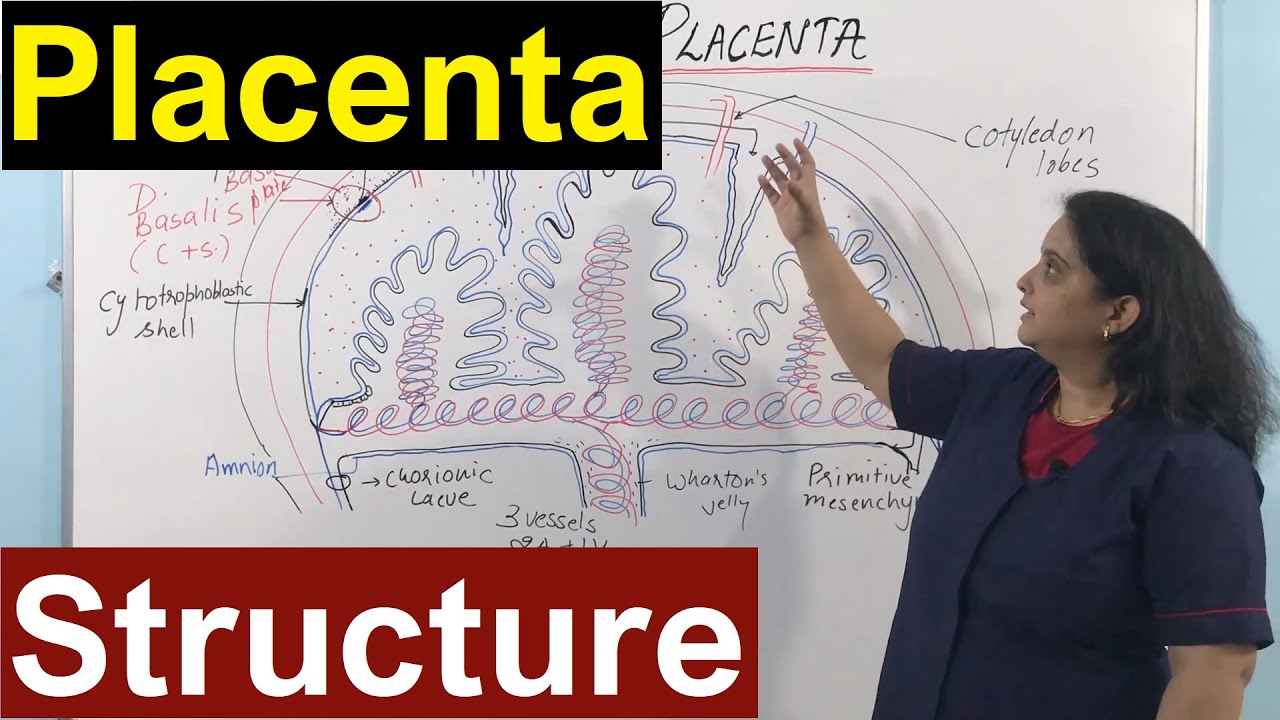 Structure of the Placenta | Nursing Lecture