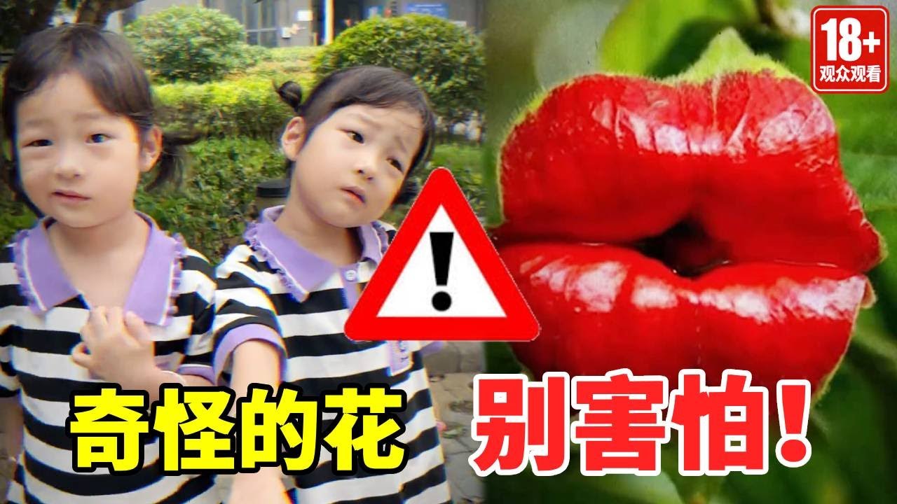 这些花可遇不可求，碰到千万别害怕，说明你运气来了！#安全#正能量#安全知识【大钱小钱双胞胎姐妹】