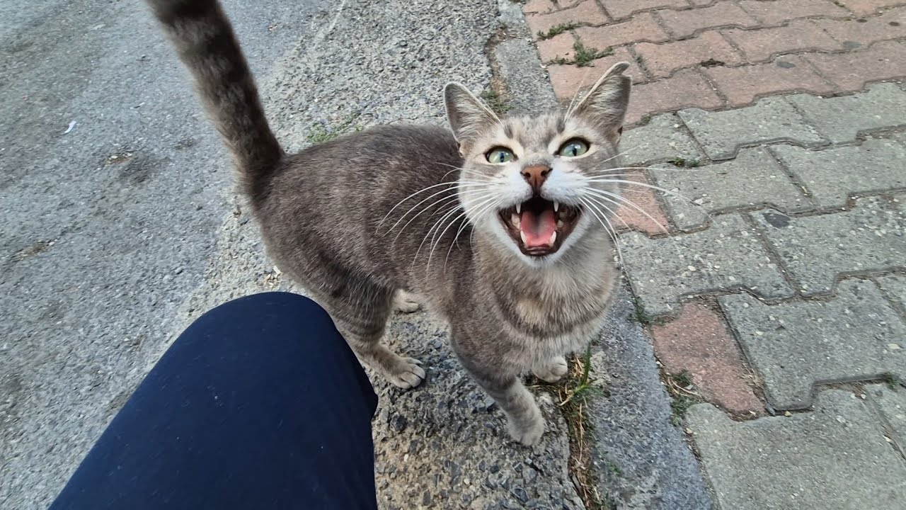 The poor street cat is screaming because she is so hungry.