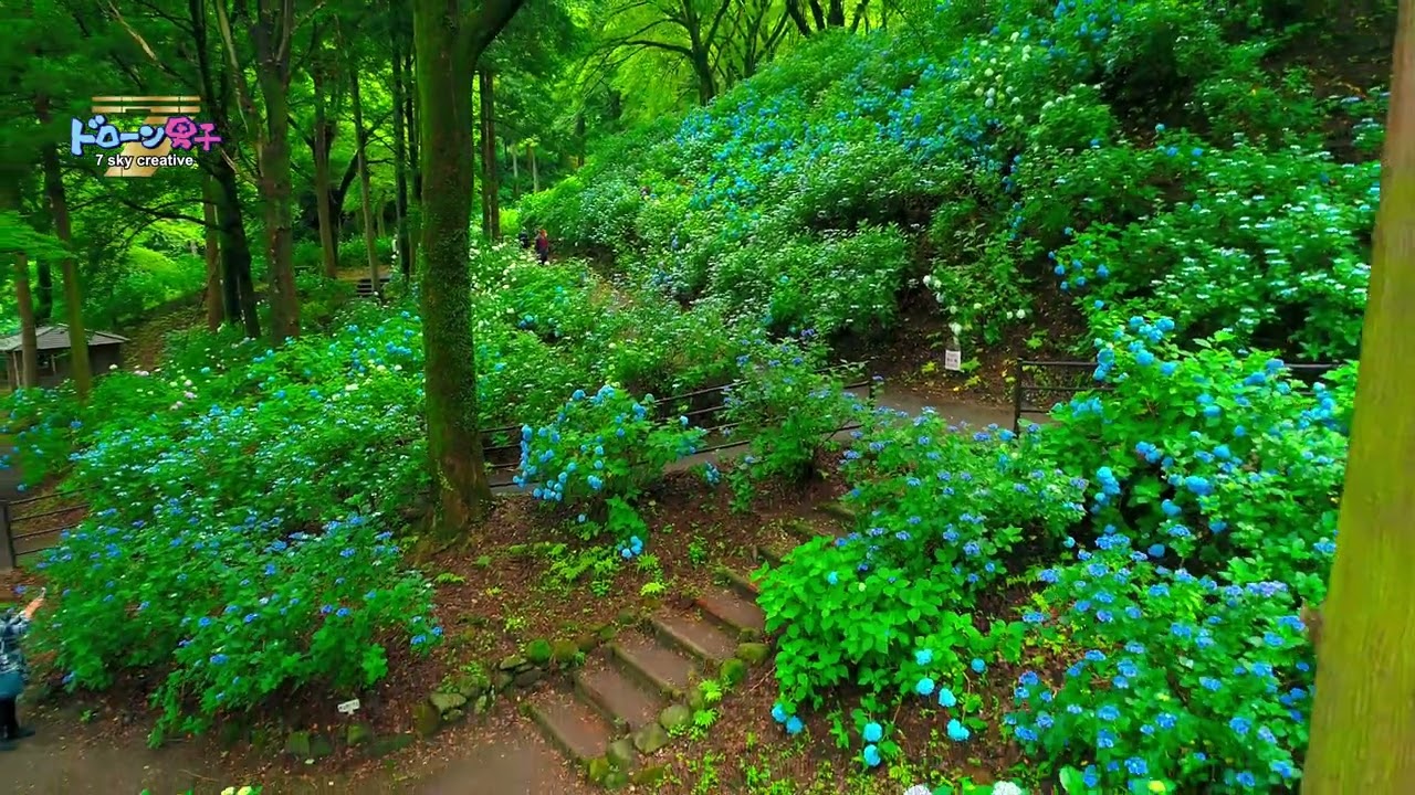 愛されている公園！小野池あじさい公園！群馬県 ドローン男子空撮