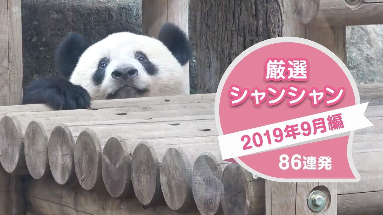 厳選シャンシャン86連発　2019年9月編【永久保存版】お気に入りシャンモック！とトレーニングで褒められるシャンシャン＾＾　Giant Panda Xiang Xiang