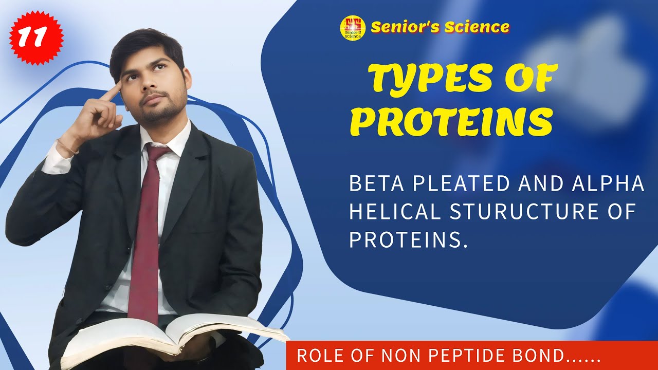Types of Proteins || Nutritional Value Of Proteins | Alpha Helix And Beta Pleated | #seniorsscience