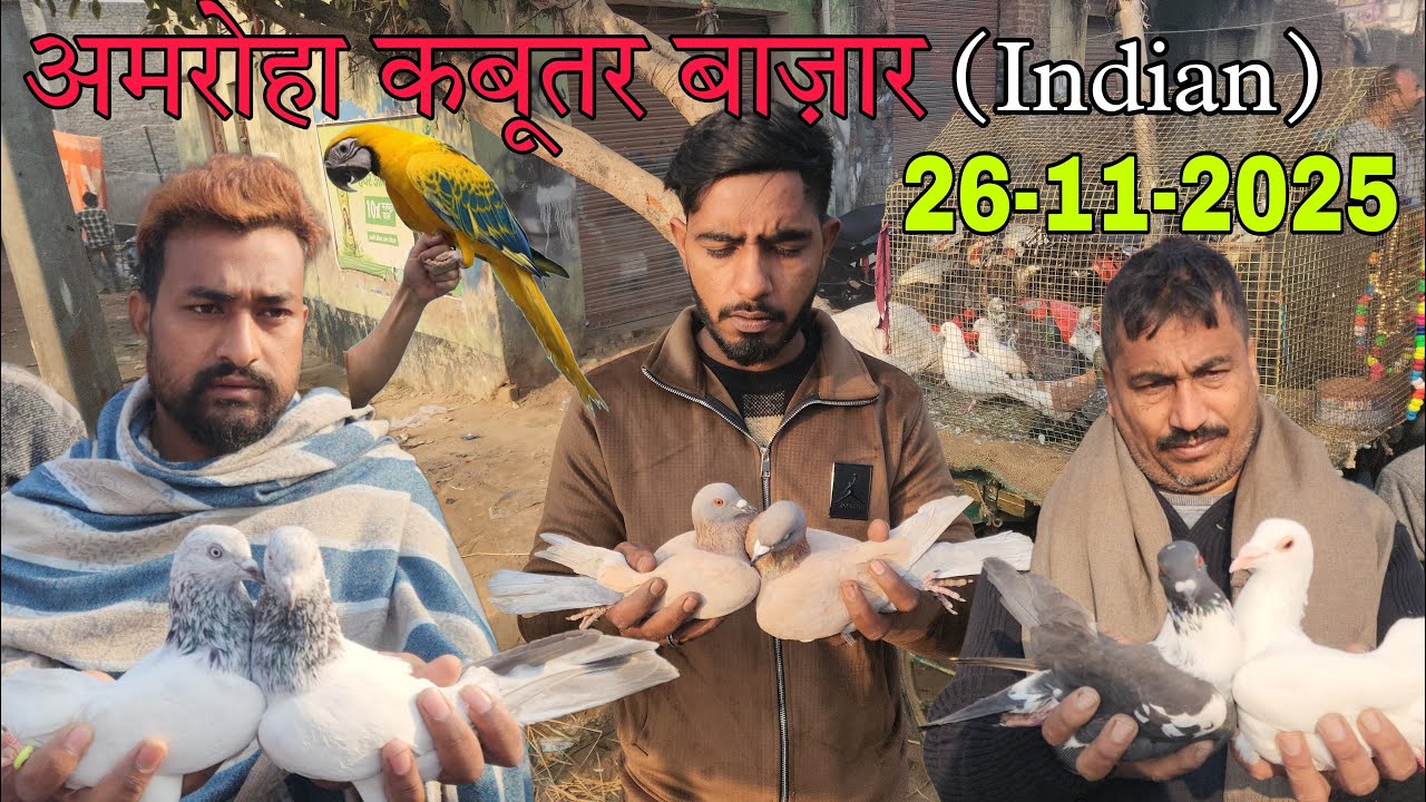 Amroha kabootar market 🕊️ 26-11-2025. अमरोहा कबूतर बाज़ार। Gola kabootar market