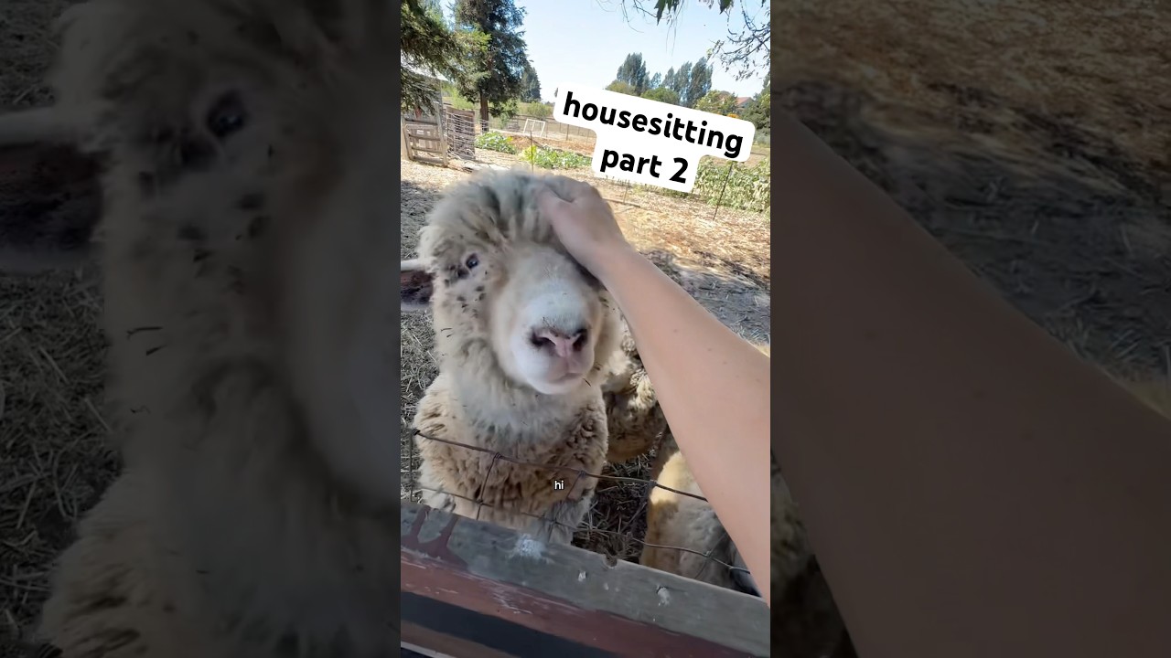 wszystkie te zwierzęta mają charakter #hobbyfarm