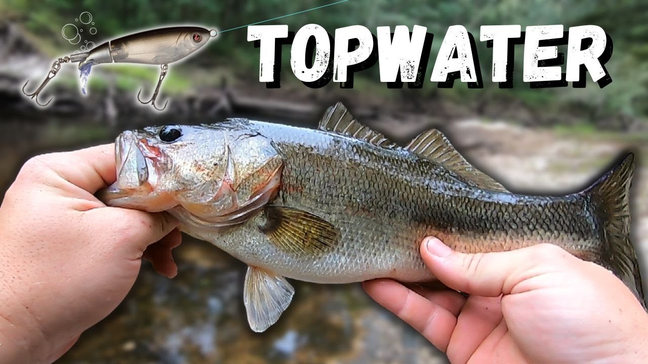 Sizzling Summer Topwater Action: Canoochee River's Unforgettable Fishing Experience