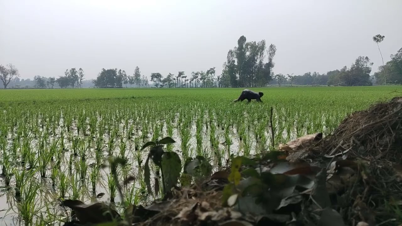 ধানের জমিতে ঘাস পরিষ্কার করলাম 