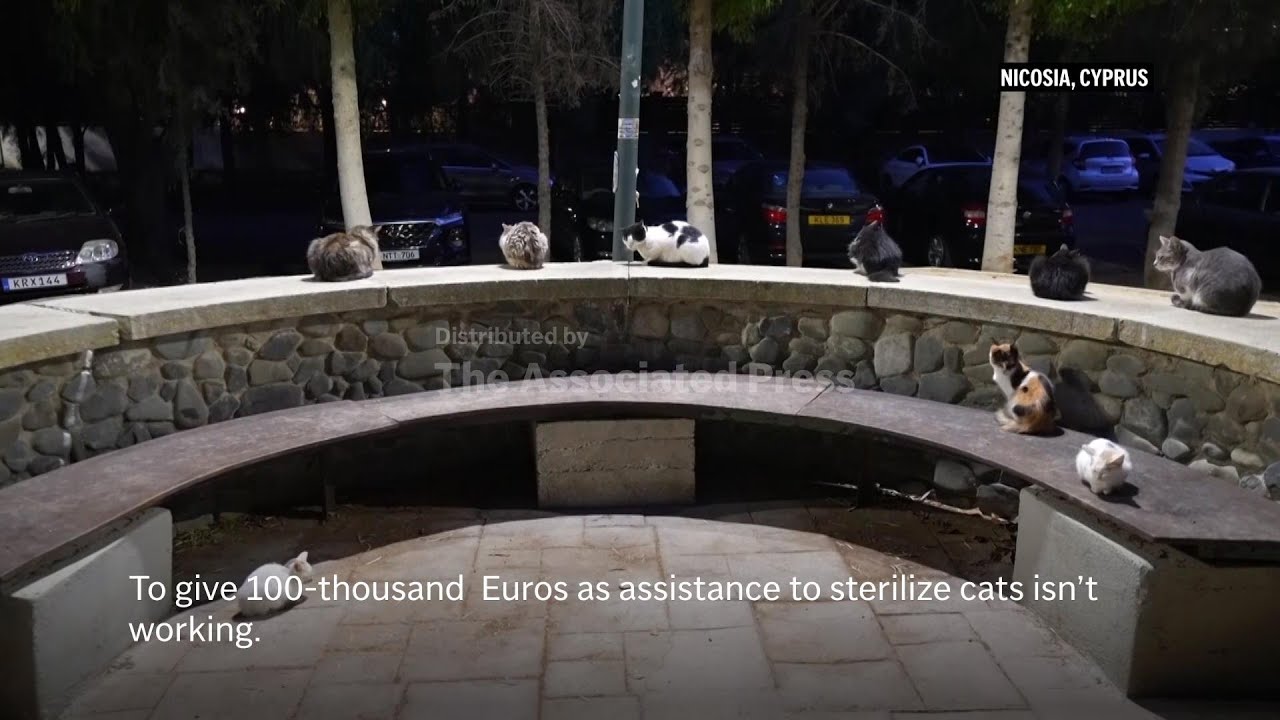 Estimated one million cats prowl streets of Cyprus as officials scramble to check their numbers