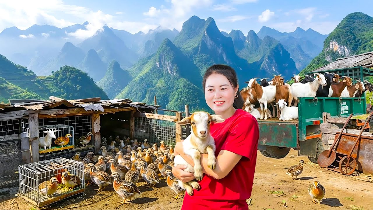 TIMELAPSE -- Bought 200 Quails and Cute Baby Goats to Raise | Repairing a Goat Pen into Quail House