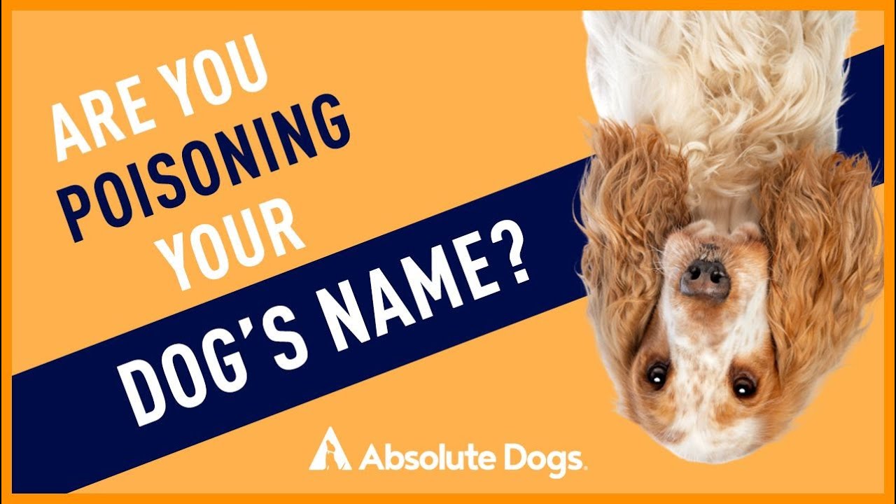 Are You Poisoning Your Dog's Name?