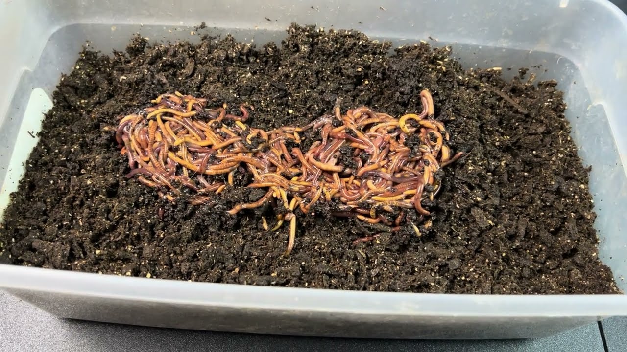 Setting Up a Small/First Time Breeder Bin