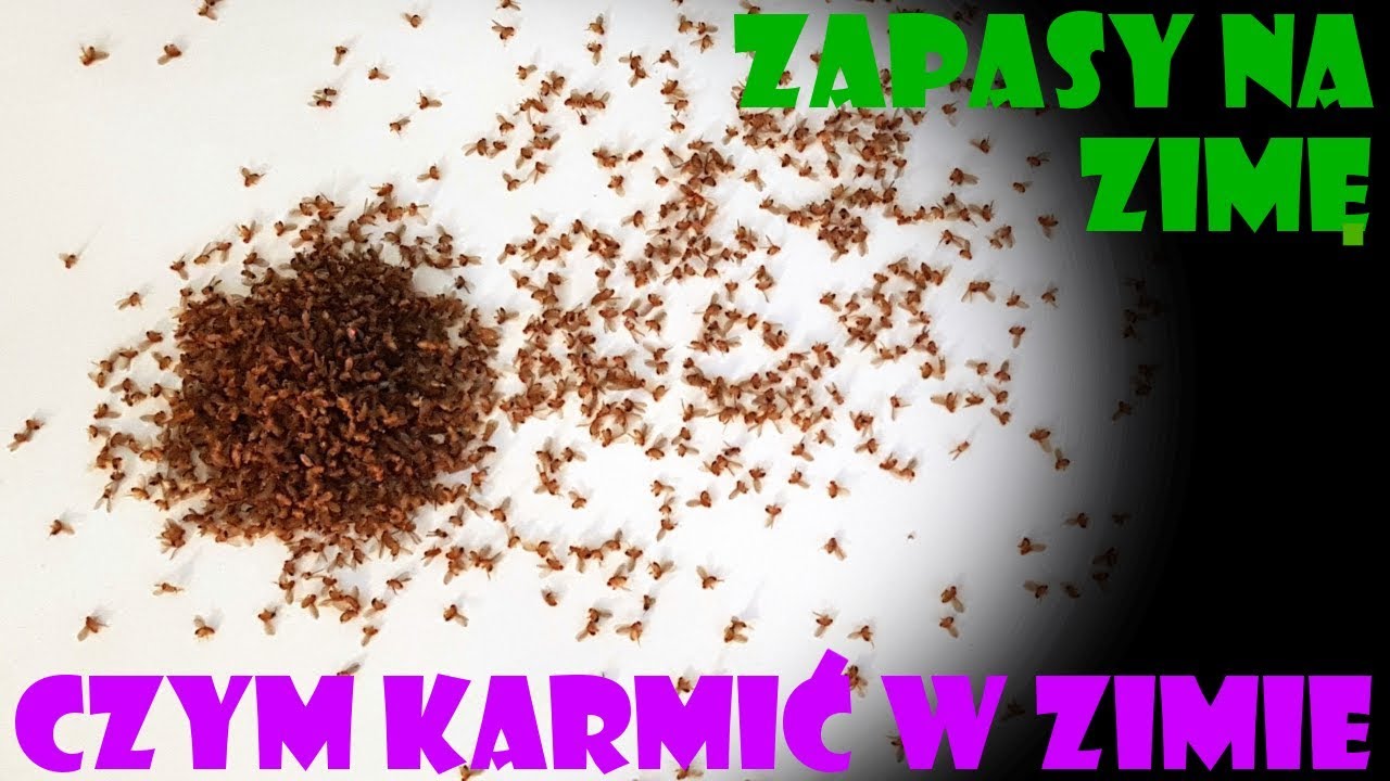 [Mrówki] Czym karmić w zimie? - Muszki owocówki